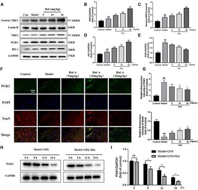 Rutaecarpine Attenuates Oxidative Stress-Induced Traumatic Brain Injury and Reduces Secondary Injury via the PGK1/KEAP1/NRF2 Signaling Pathway